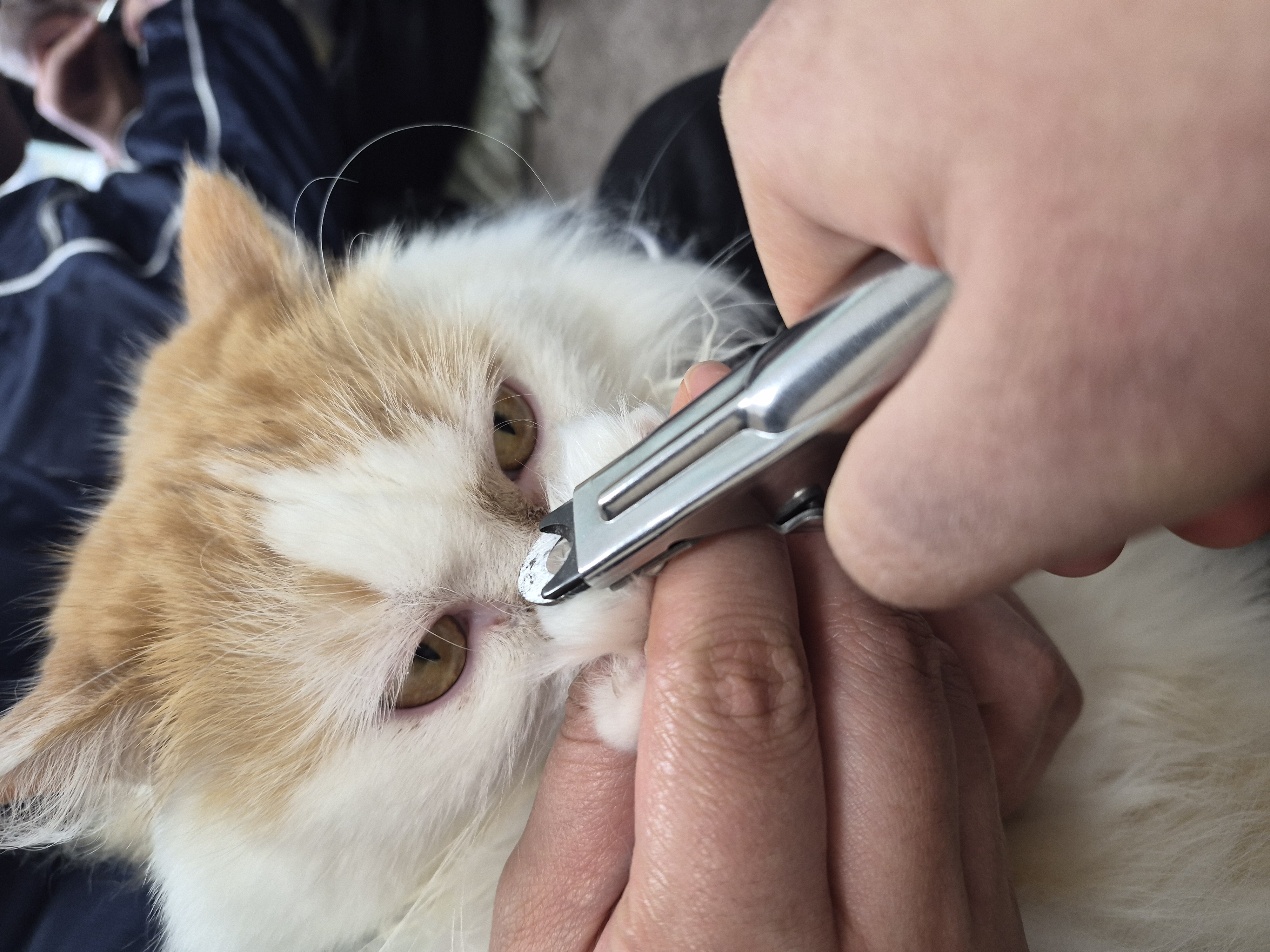 (동물관리전공) 2026년도 일본연수 3주차 수업 기록