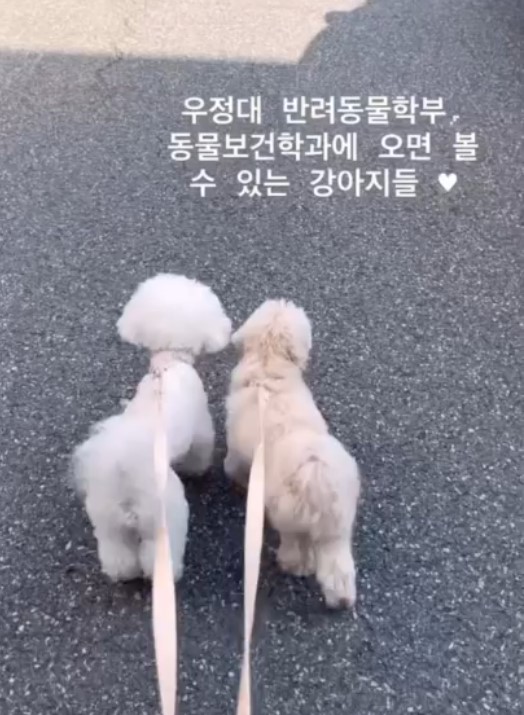 우송정보대학 반려동물학부 학과소개