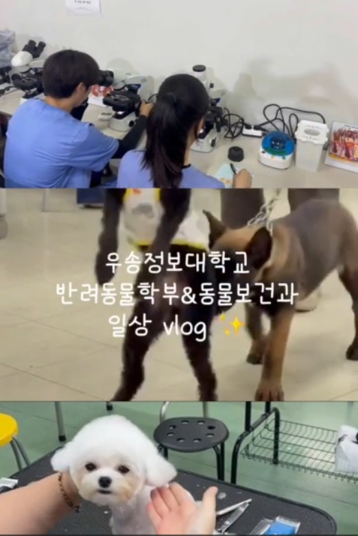 우송정보대학 반려동물학부 일상 VLOG