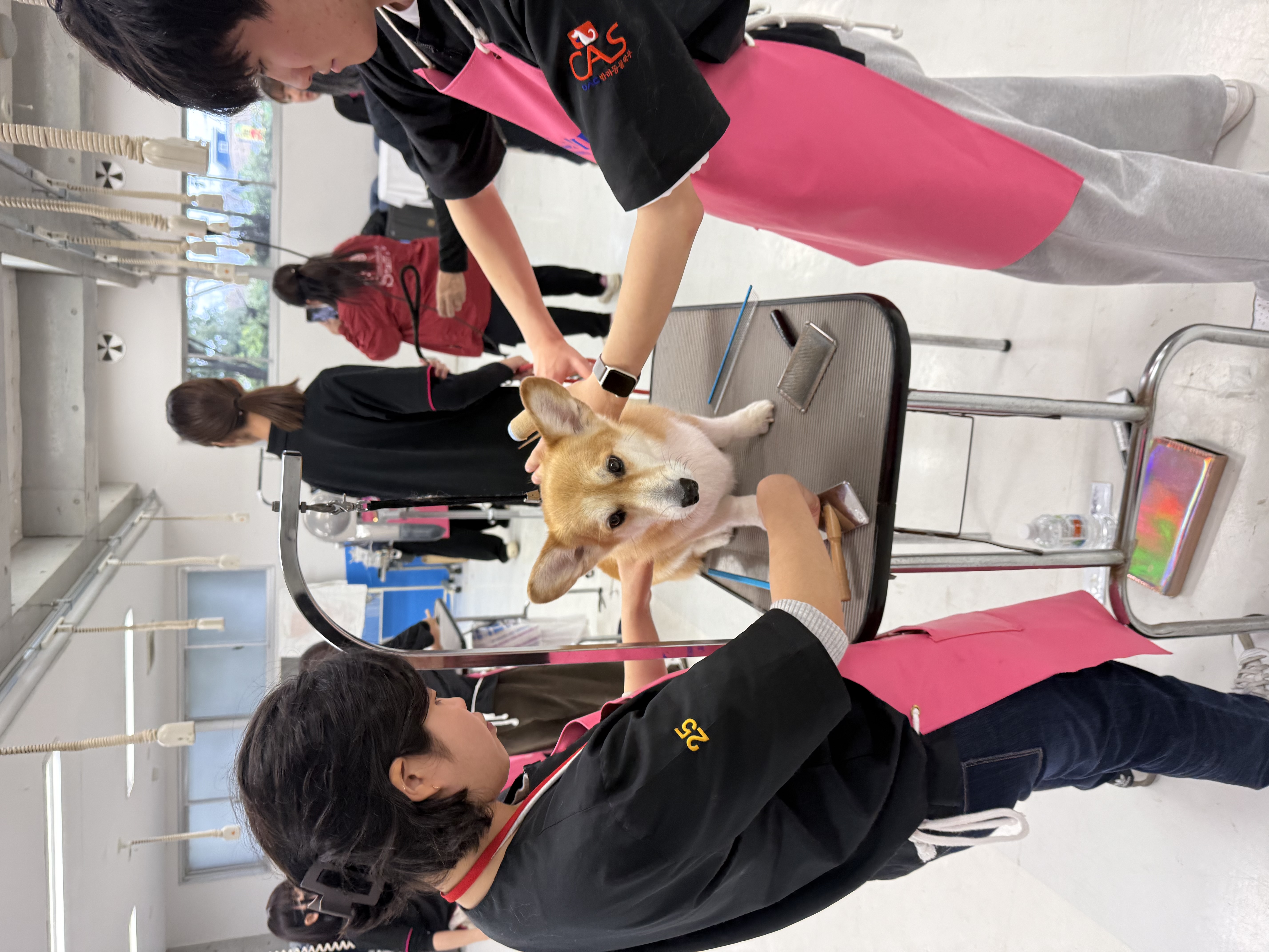 (애견미용전공) 2026년도 일본연수 3주차 수업 기록